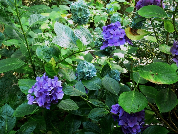 Bois des Moutiers  (90) Summer 2012